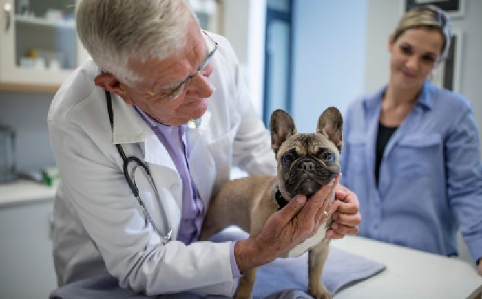 Tierarzt untersucht Hund