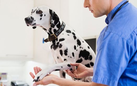 Tierarzt untersucht Hundepfote